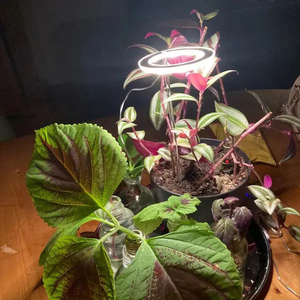Grow Lights For Indoor Plants vanistore-store