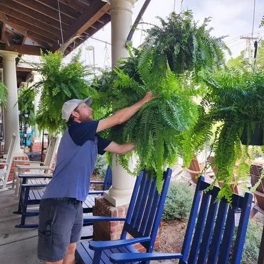 Artificial Boston Fern with 18 Full Fronds and UV-Stable Weather-Resistant, Washable Veldora