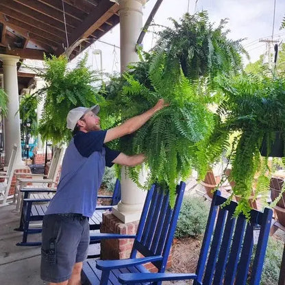 Artificial Boston Fern with 18 Full Fronds and UV-Stable Weather-Resistant, Washable Veldora