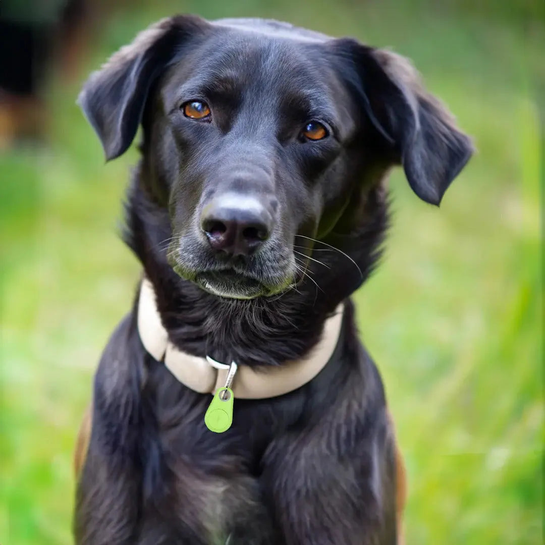 Bluetooth Pet Tracker with Water-Resistant Case and Proximity Find, Long Battery Life Veldora